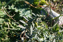Euphorbia fragifera