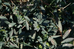 Euphorbia fragifera