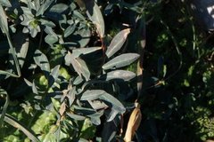 Euphorbia fragifera