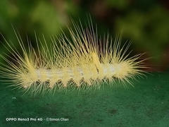Calliteara horsfieldii