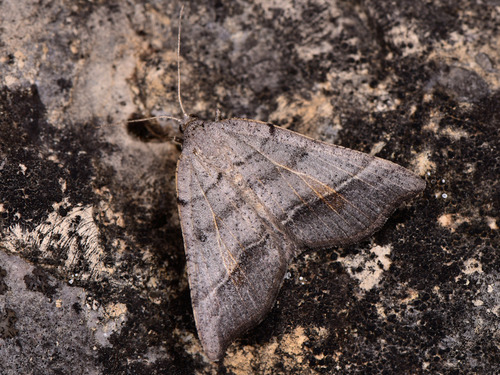 Macaria artesiaria