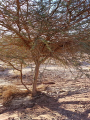 Vachellia tortilis raddiana