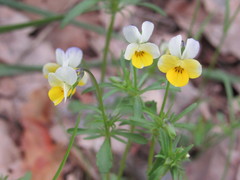 Viola hymettia