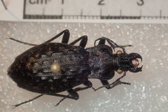 Carabus nodulosus