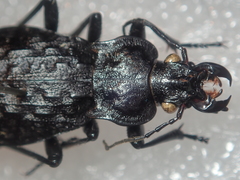 Carabus nodulosus
