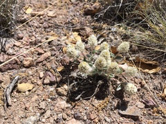 Gomphrena caespitosa