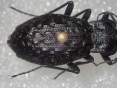 Carabus nodulosus
