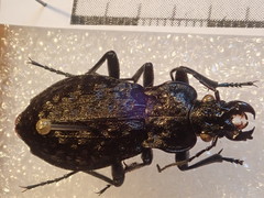 Carabus nodulosus