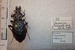 Carabus nodulosus