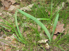 Iris arenaria