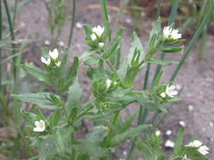 Buglossoides czernjajevii