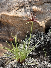 Cyperus semitrifidus