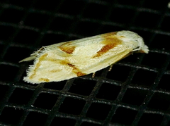 Aethes seriatana