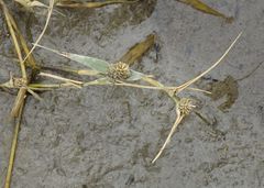 Sporobolus aculeatus