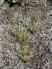 Cyperus semitrifidus