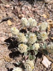 Gomphrena caespitosa