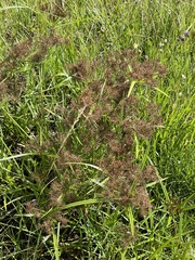 Cyperus keniensis