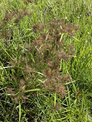 Cyperus keniensis