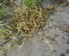 Sporobolus aculeatus