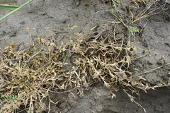 Sporobolus aculeatus