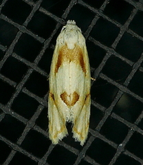 Aethes seriatana