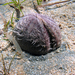Spatangus purpureus - Photo 由 Roberto Pillon 所上傳的 (c) Roberto Pillon，保留部份權利CC BY-NC