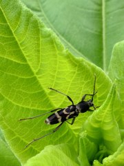 Chlorophorus diadema