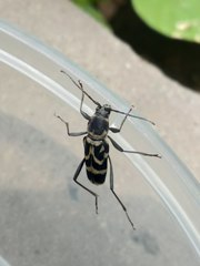 Chlorophorus diadema