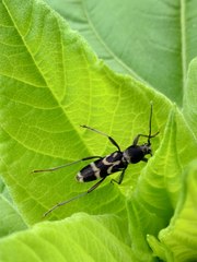 Chlorophorus diadema