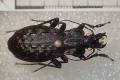 Carabus nodulosus