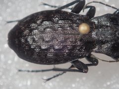 Carabus nodulosus