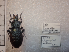 Carabus nodulosus