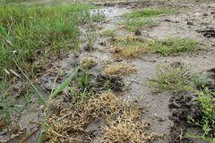 Sporobolus aculeatus