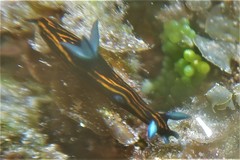 Roboastra gracilis