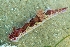 Miamira flavicostata