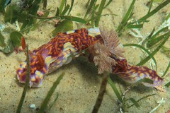 Miamira flavicostata