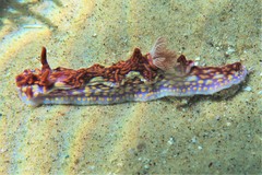 Miamira flavicostata