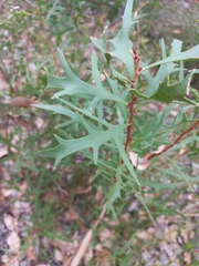 Hakea ceratophylla
