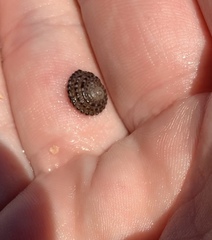 Diloma bicanaliculatum