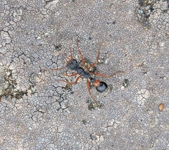 Myrmecia esuriens