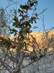 Plicosepalus acaciae