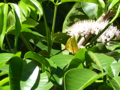 Catopsilia gorgophone