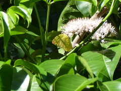 Catopsilia gorgophone