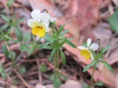 Viola hymettia