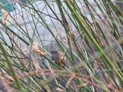 Phoenicurus auroreus