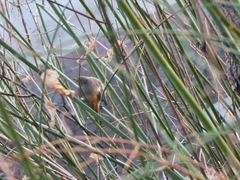 Phoenicurus auroreus