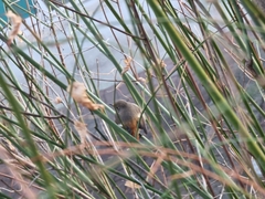 Phoenicurus auroreus