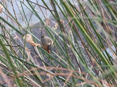 Phoenicurus auroreus