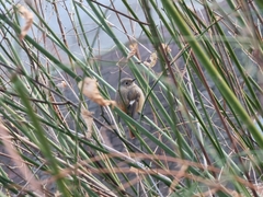 Phoenicurus auroreus