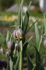 Fritillaria uva-vulpis